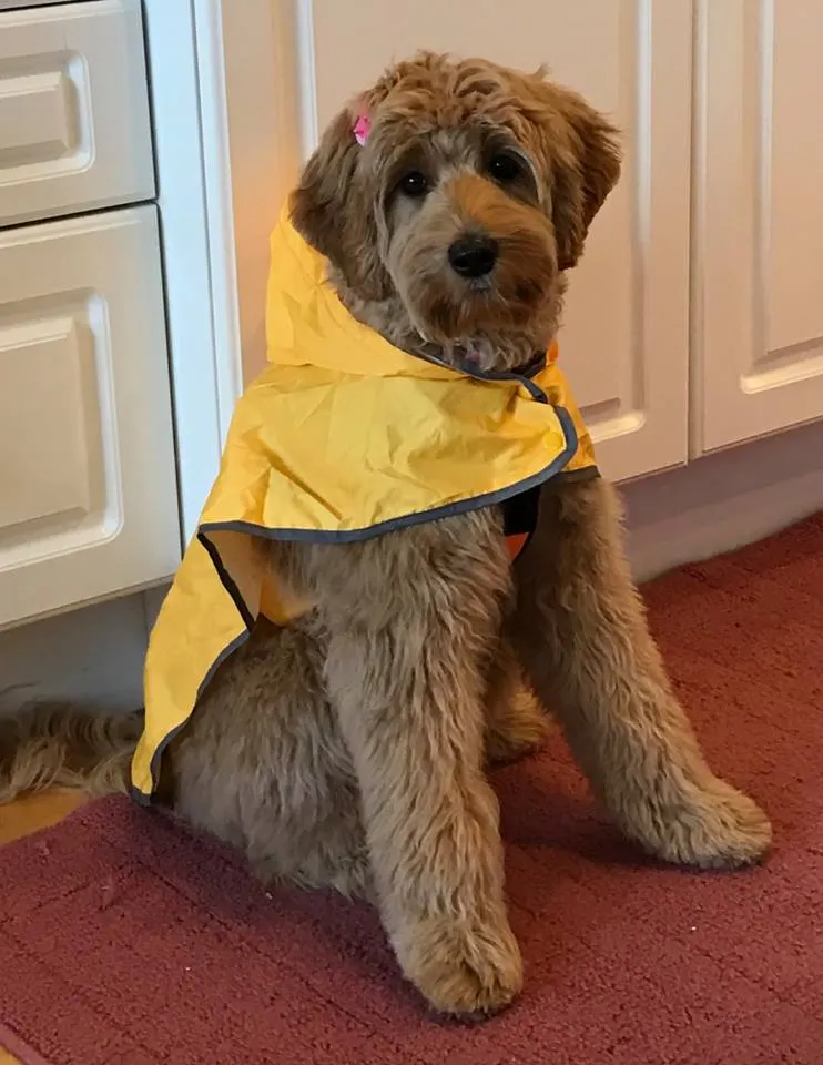 Valley Vineyard Labradoodle