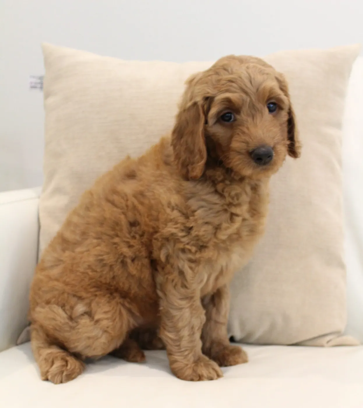 Bella and Gunner’s Bumble Bee puppies are home