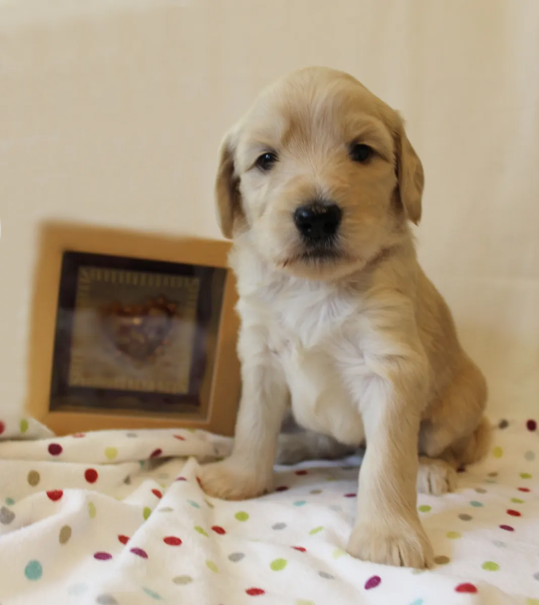Roo and Basil’s puppies are with their forever families