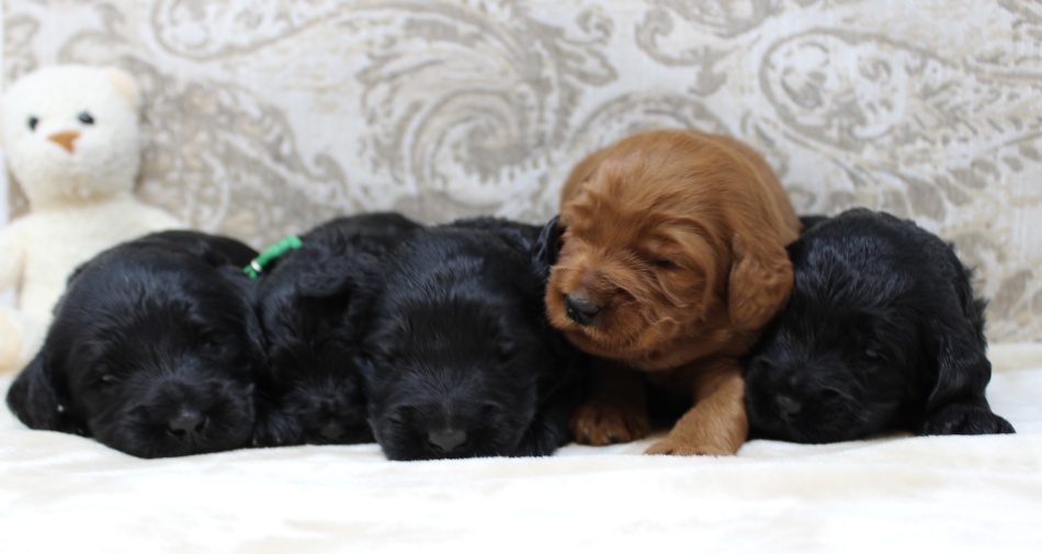 Puppy Culture Labradoodles Oregon