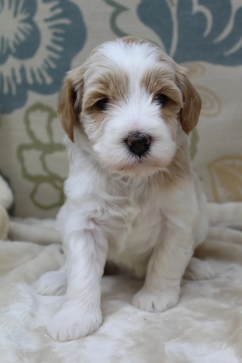 Clara Jane and Bear’s pups are home
