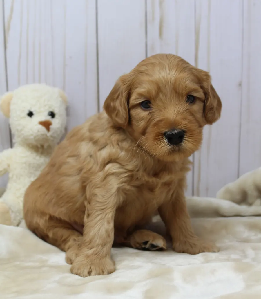 Emma and Watson’s puppies are home