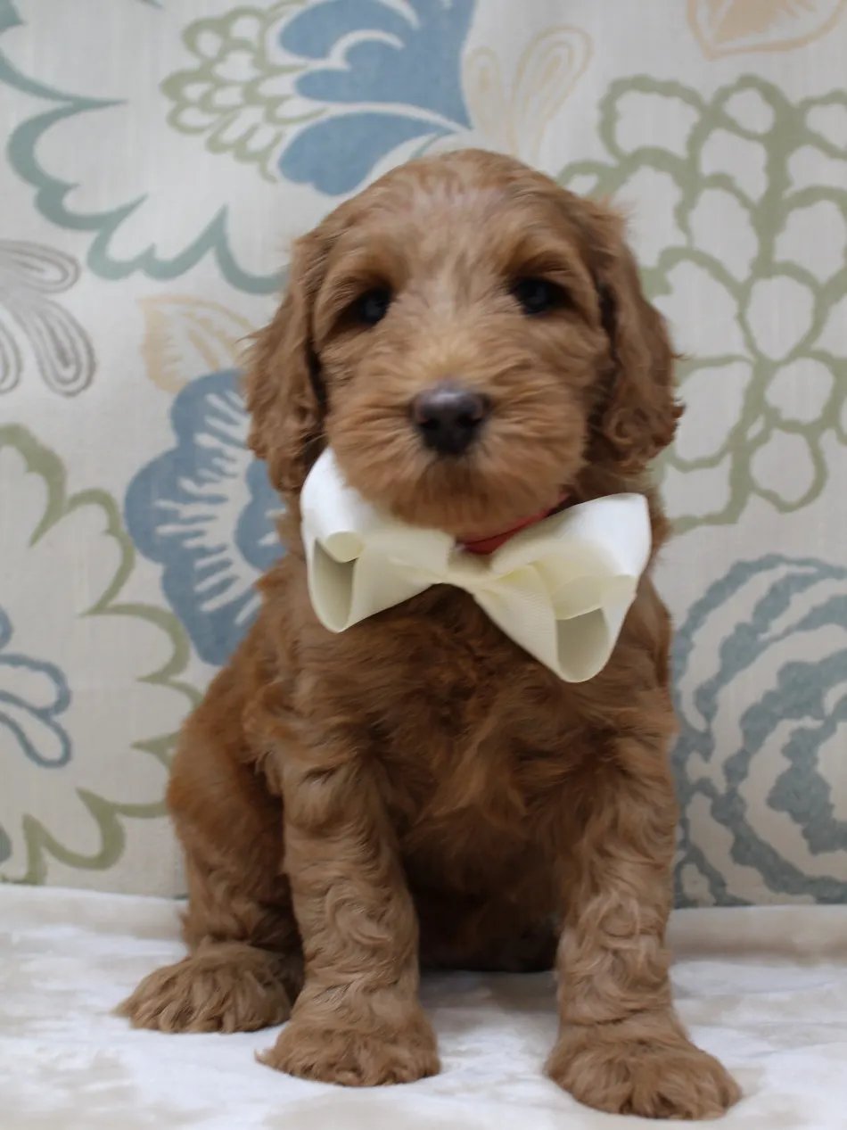 Gracie and Barkley’s litter is home