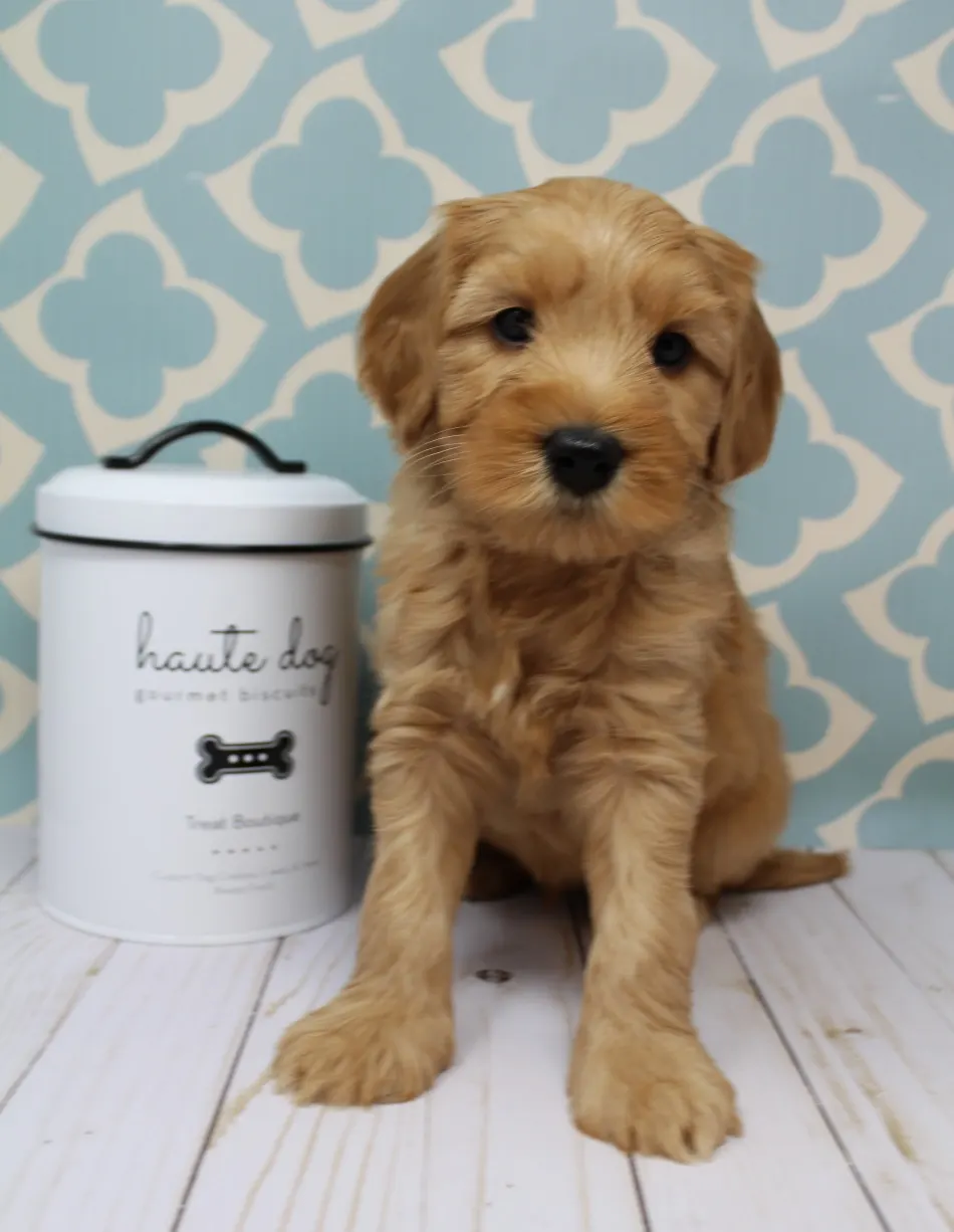 Emma and Watson’s puppies are home