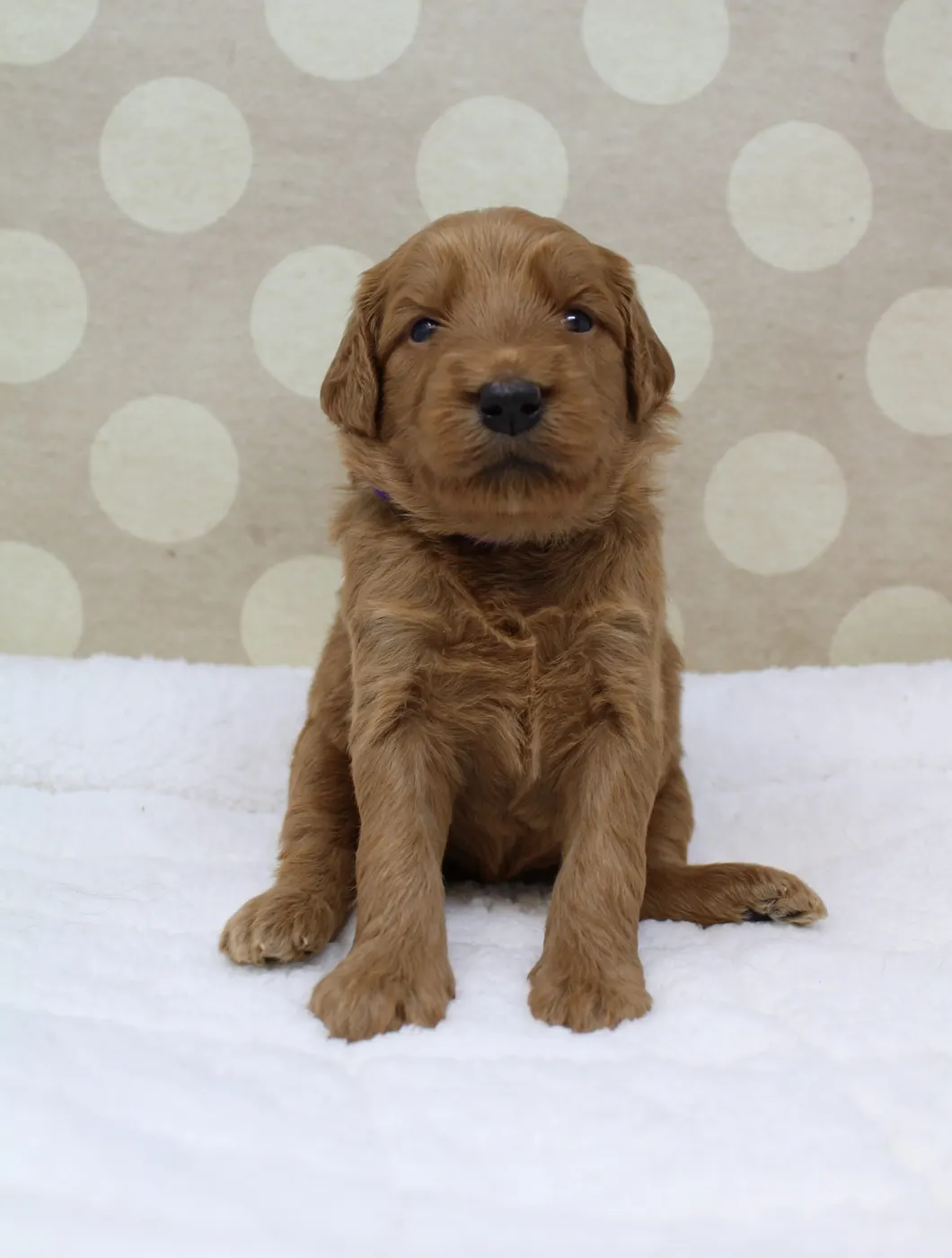 Bella and Gunner’s Bumble Bee puppies are home