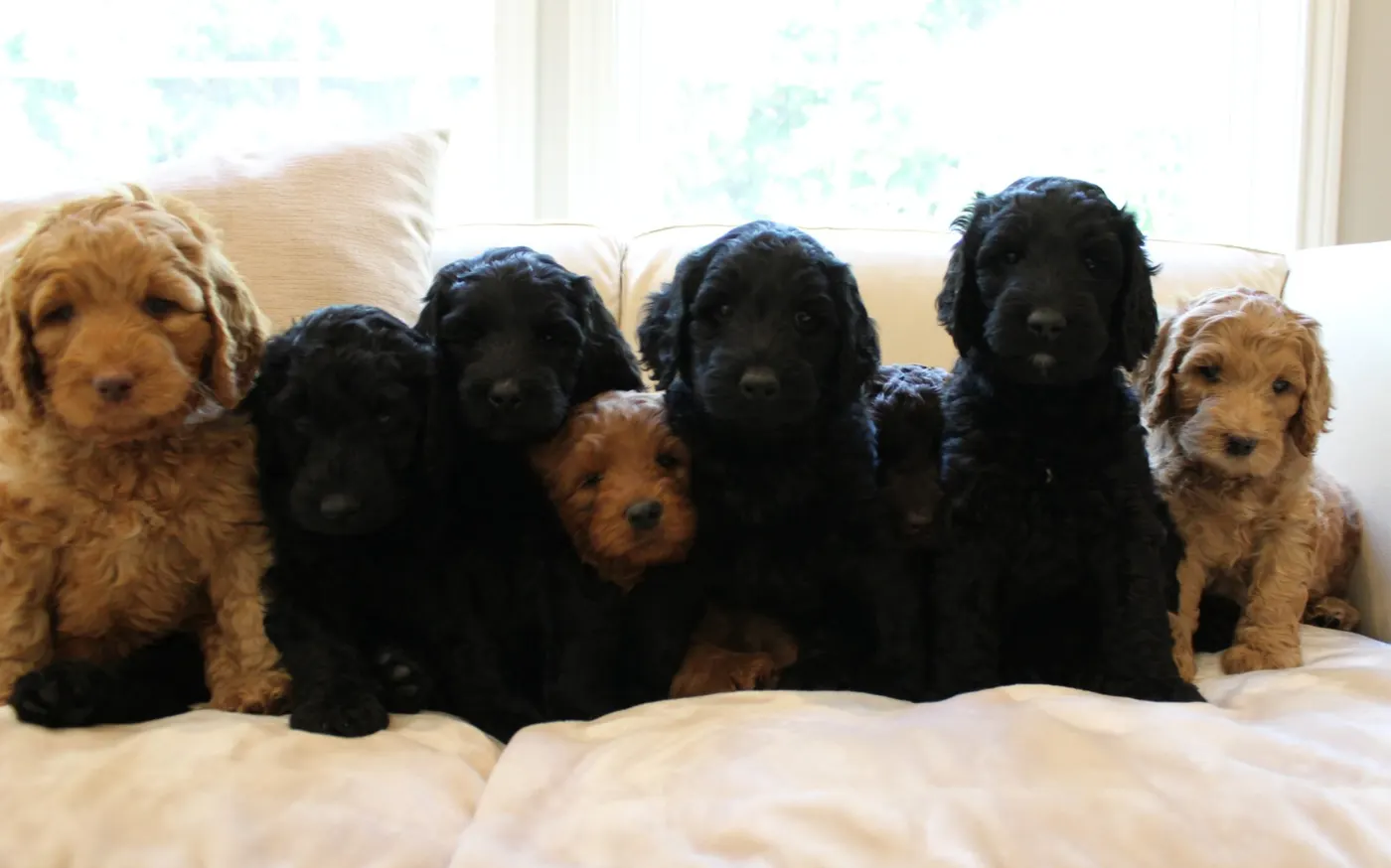 Gracie’s puppies are with their forever families