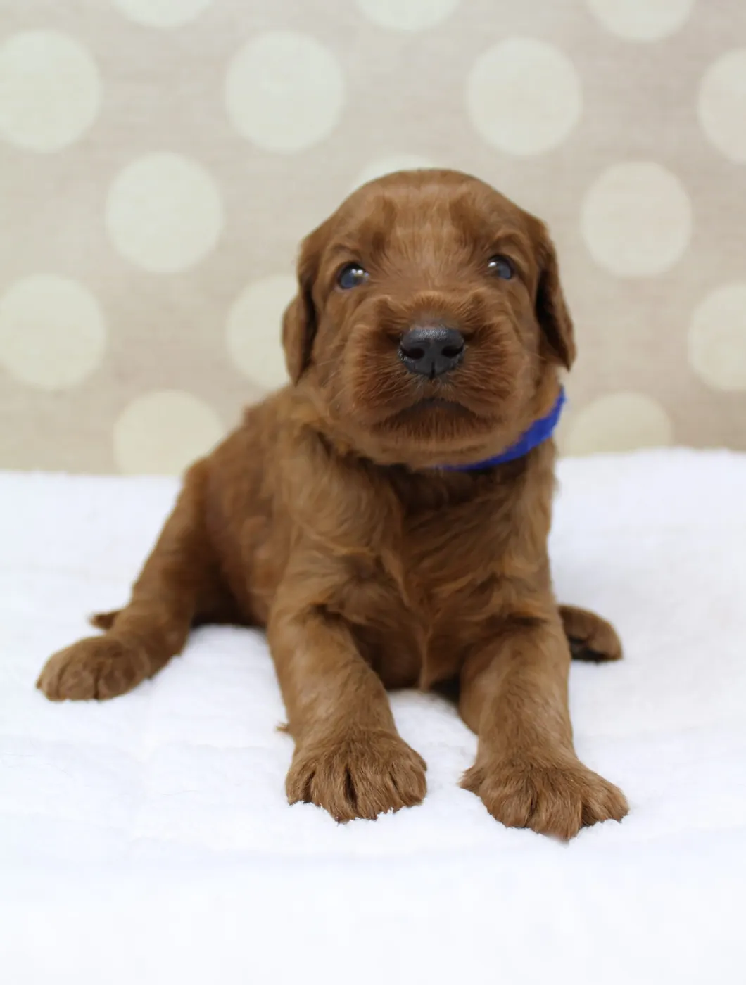 Bella and Gunner’s Bumble Bee puppies are home