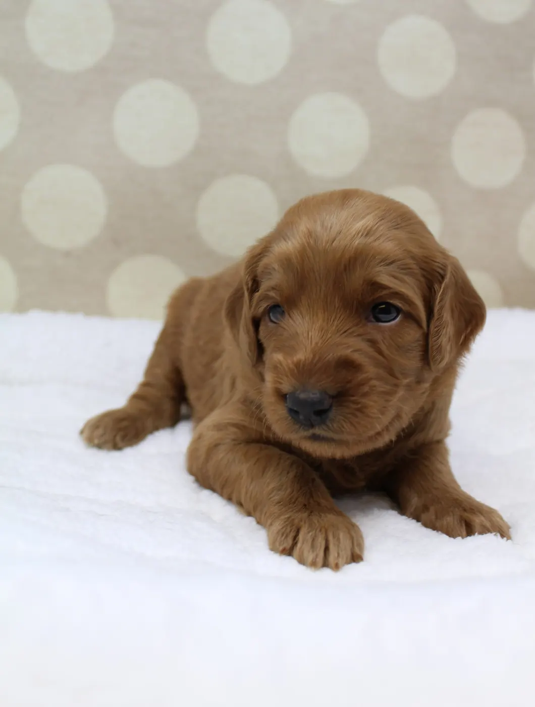 Bella and Gunner’s Bumble Bee puppies are home