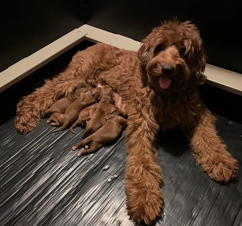 We don’t put any bedding down for the first week in the whelping pen. This saves lives because a pup could get buried or suffocate under bedding at this young age. Or they could get tangled and not be able to easily squirm back to mama.