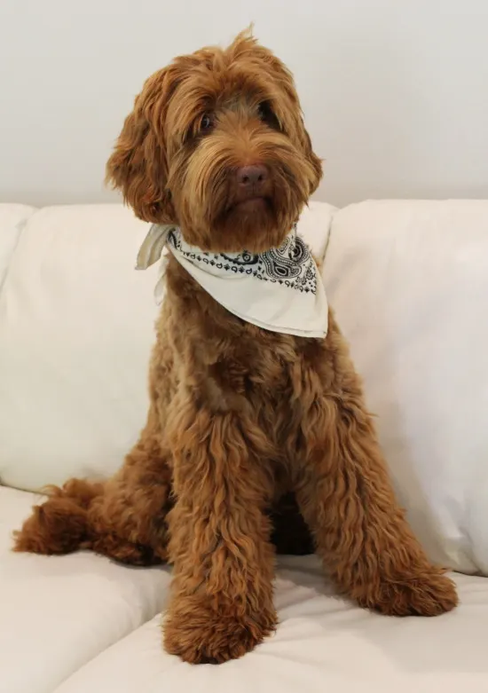 Suzy 1 year old 4