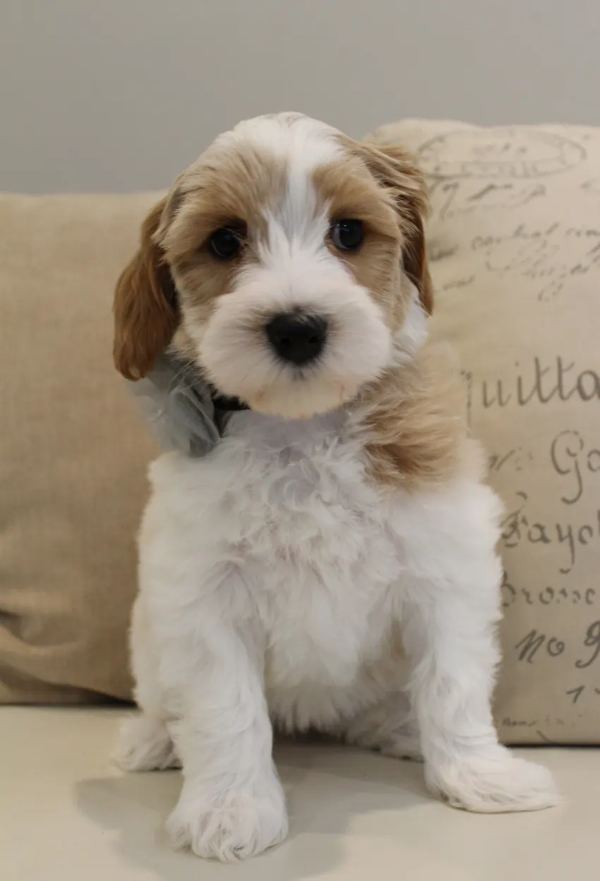 Clara Jane and Bear’s pups are home