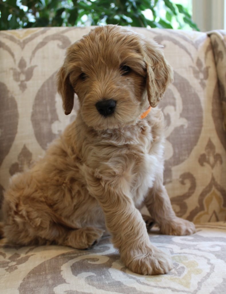 Oregon Australian Labradoodle breeders