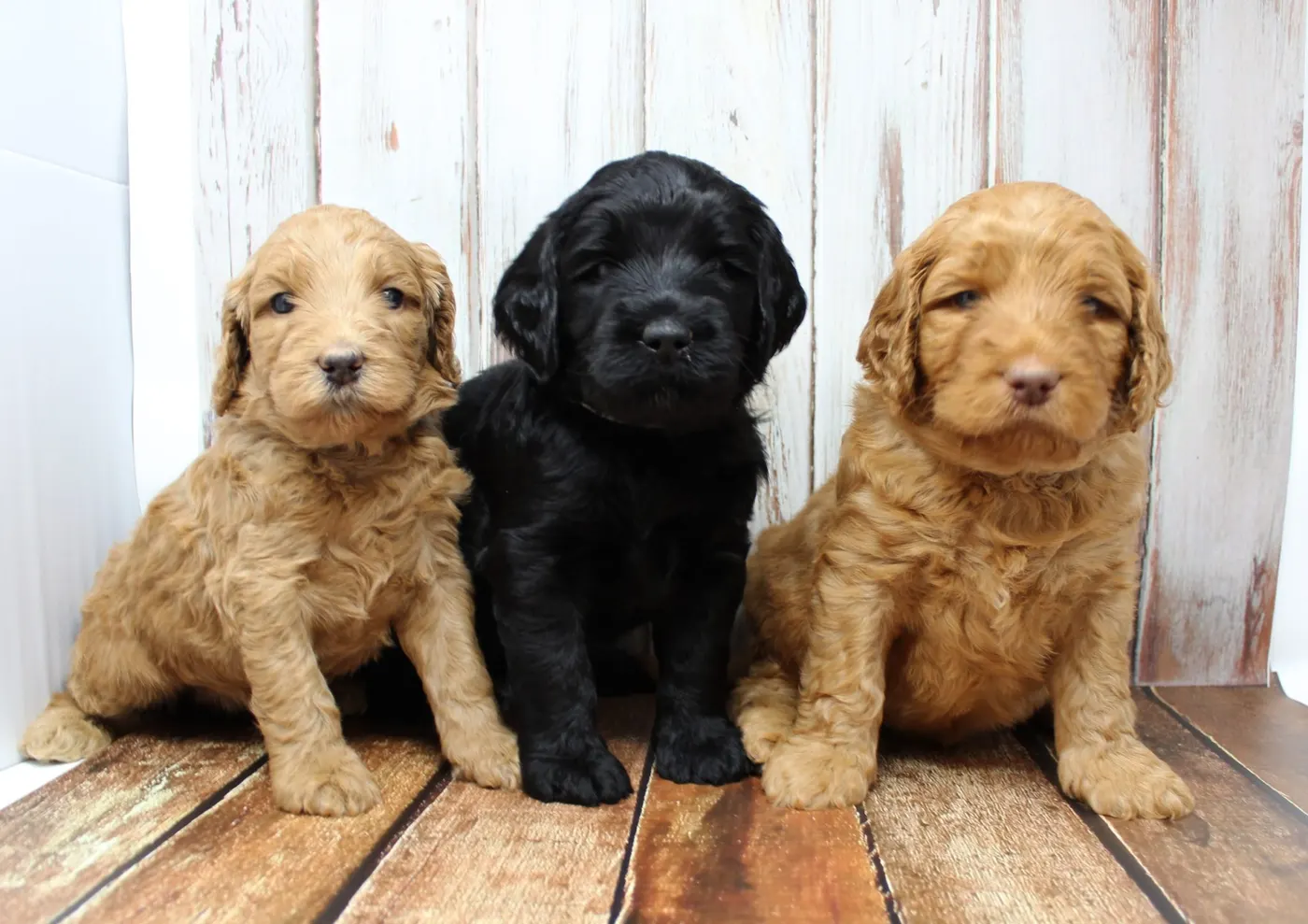 Oregon best labradoodle breeder