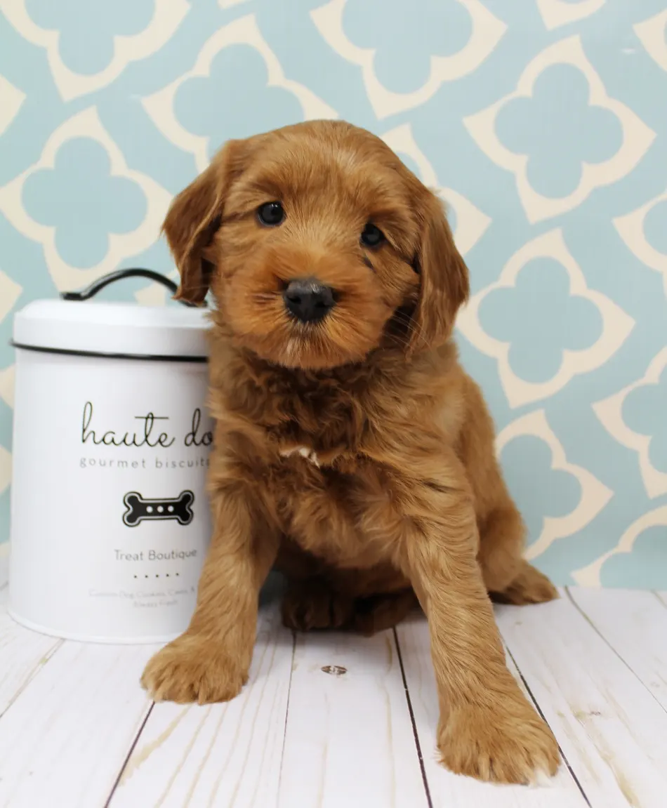 Emma and Watson’s puppies are home