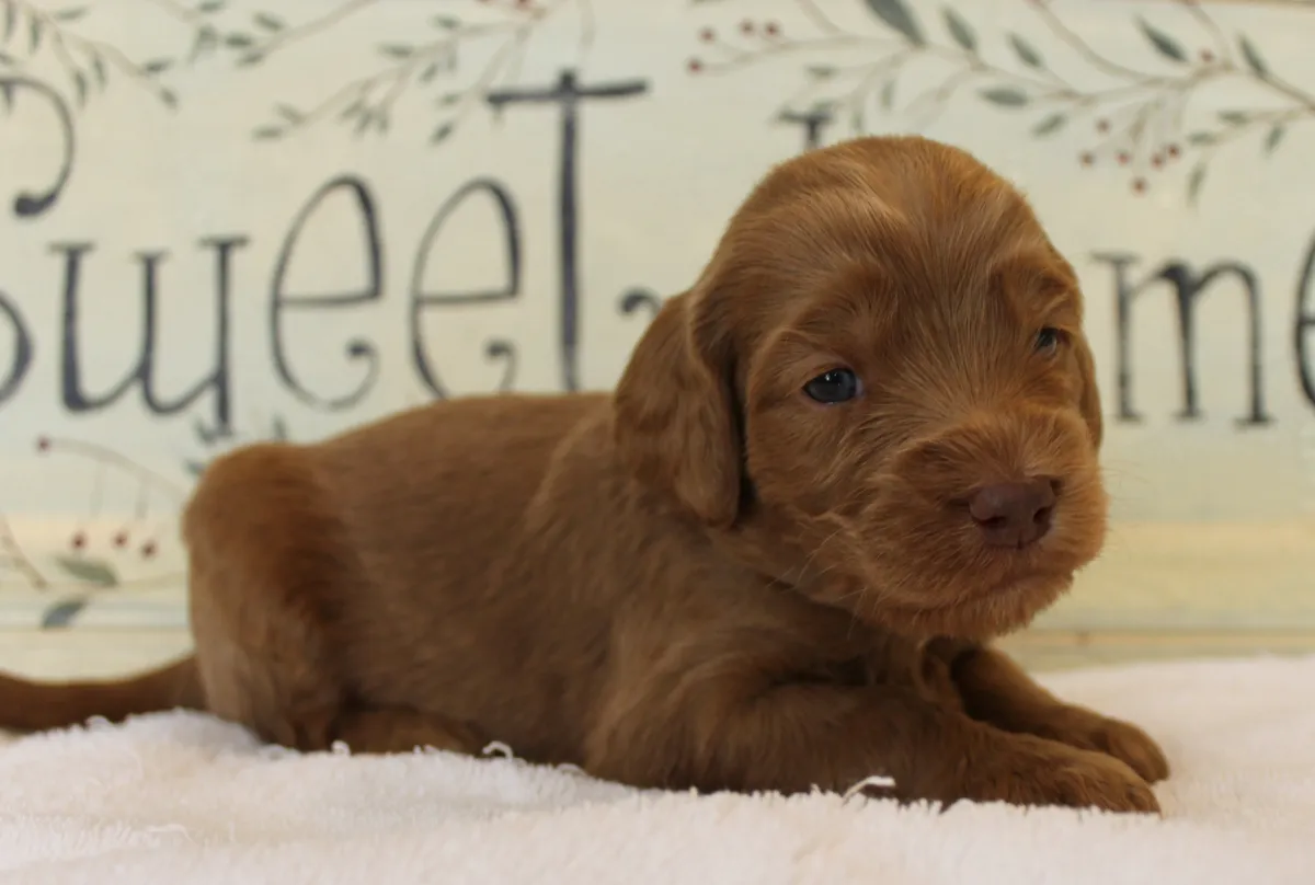 Roo and Basil’s puppies are with their forever families