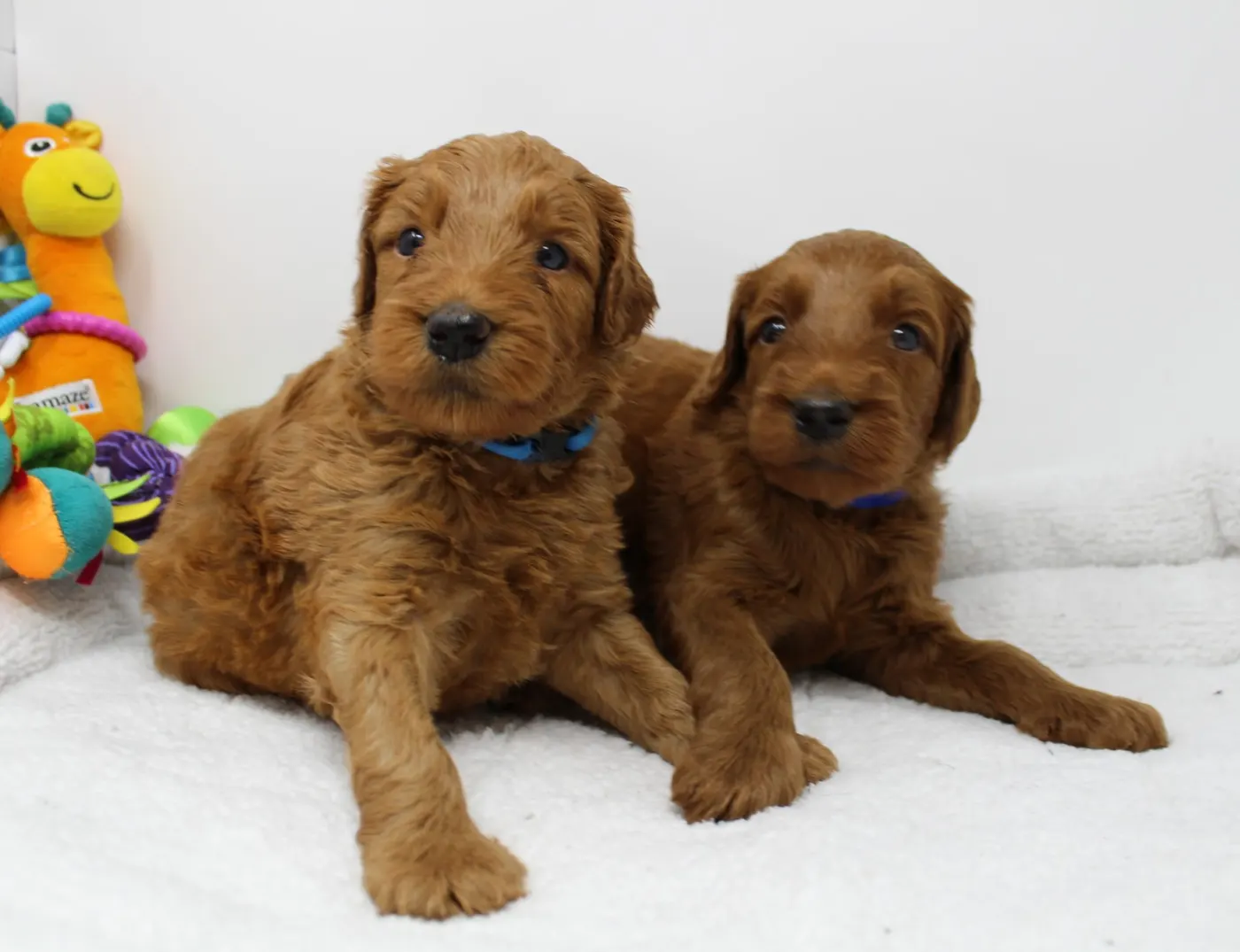 Bella and Gunner’s Bumble Bee puppies are home
