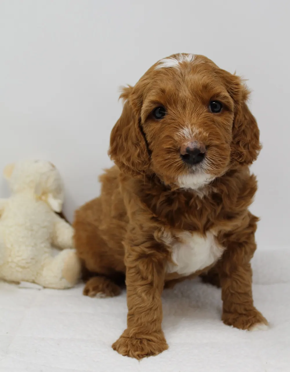 Gretel and Gunner’s puppies are home