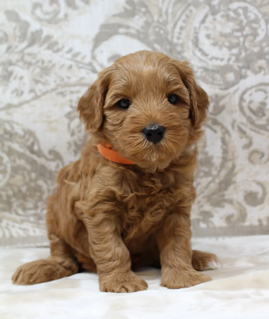 Ally and Watson’s litter is home