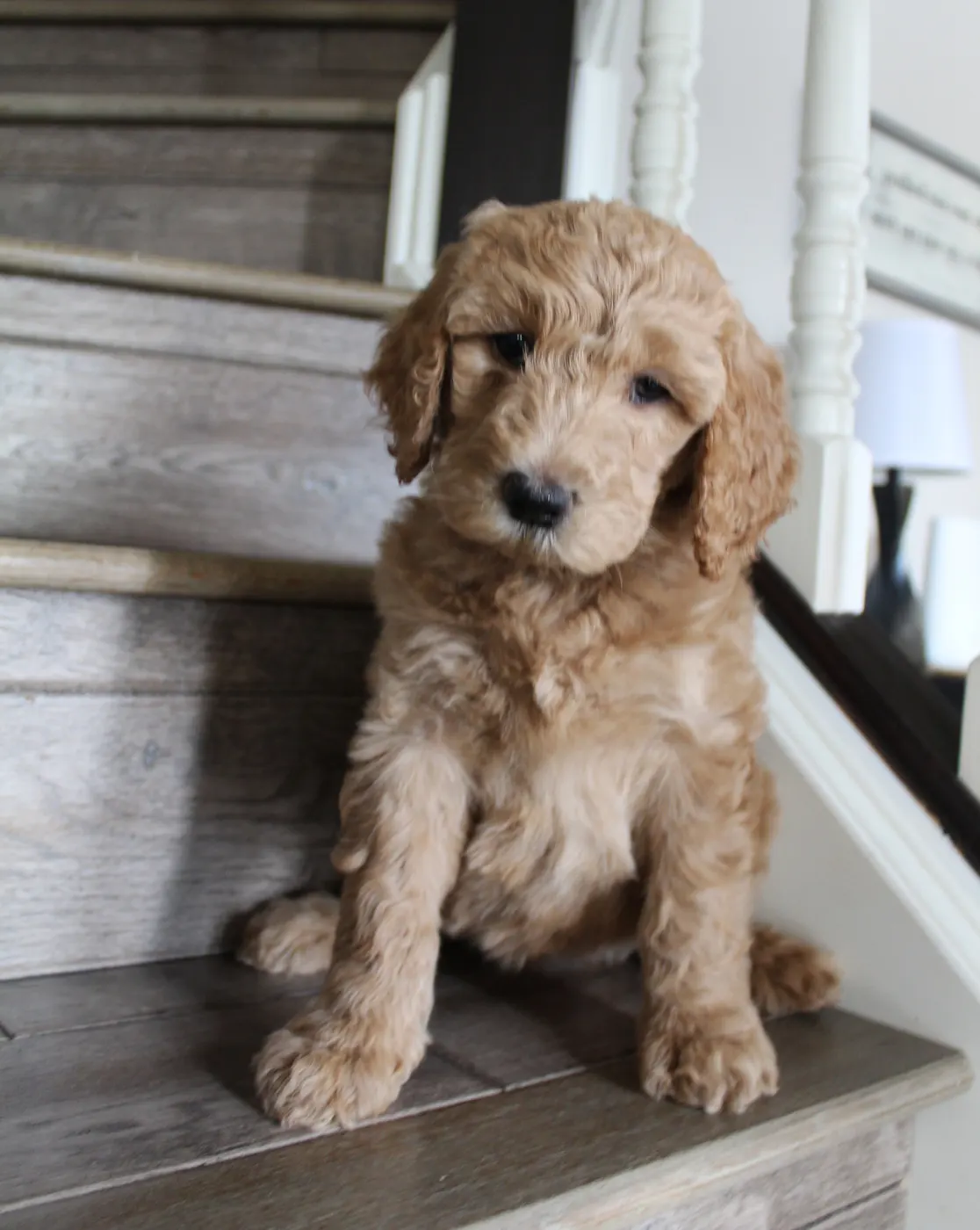 Lizzy and Basil’s pups went home