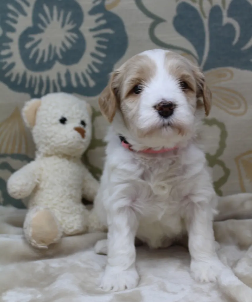 Clara Jane and Bear’s pups are home