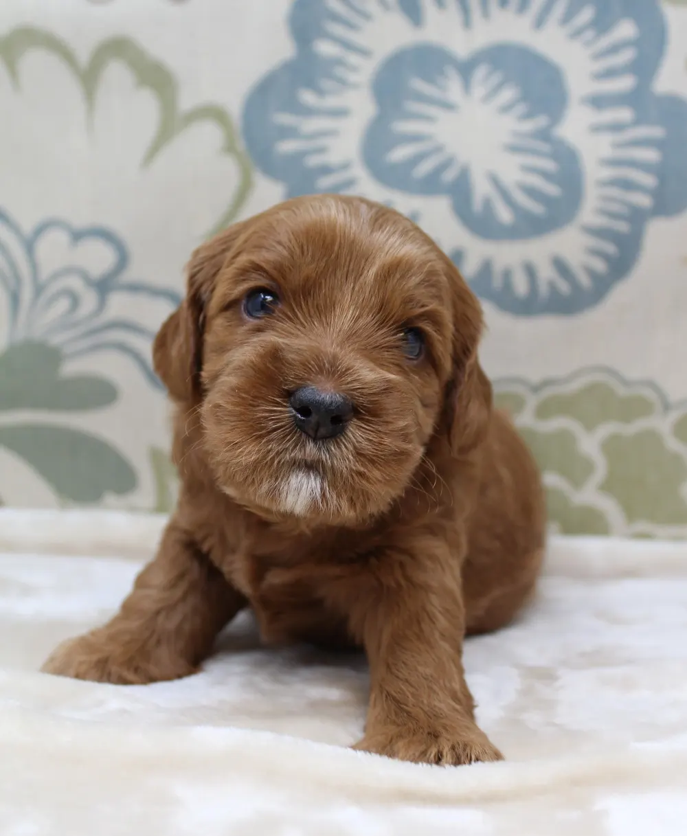 Washington Puppy Culture puppies