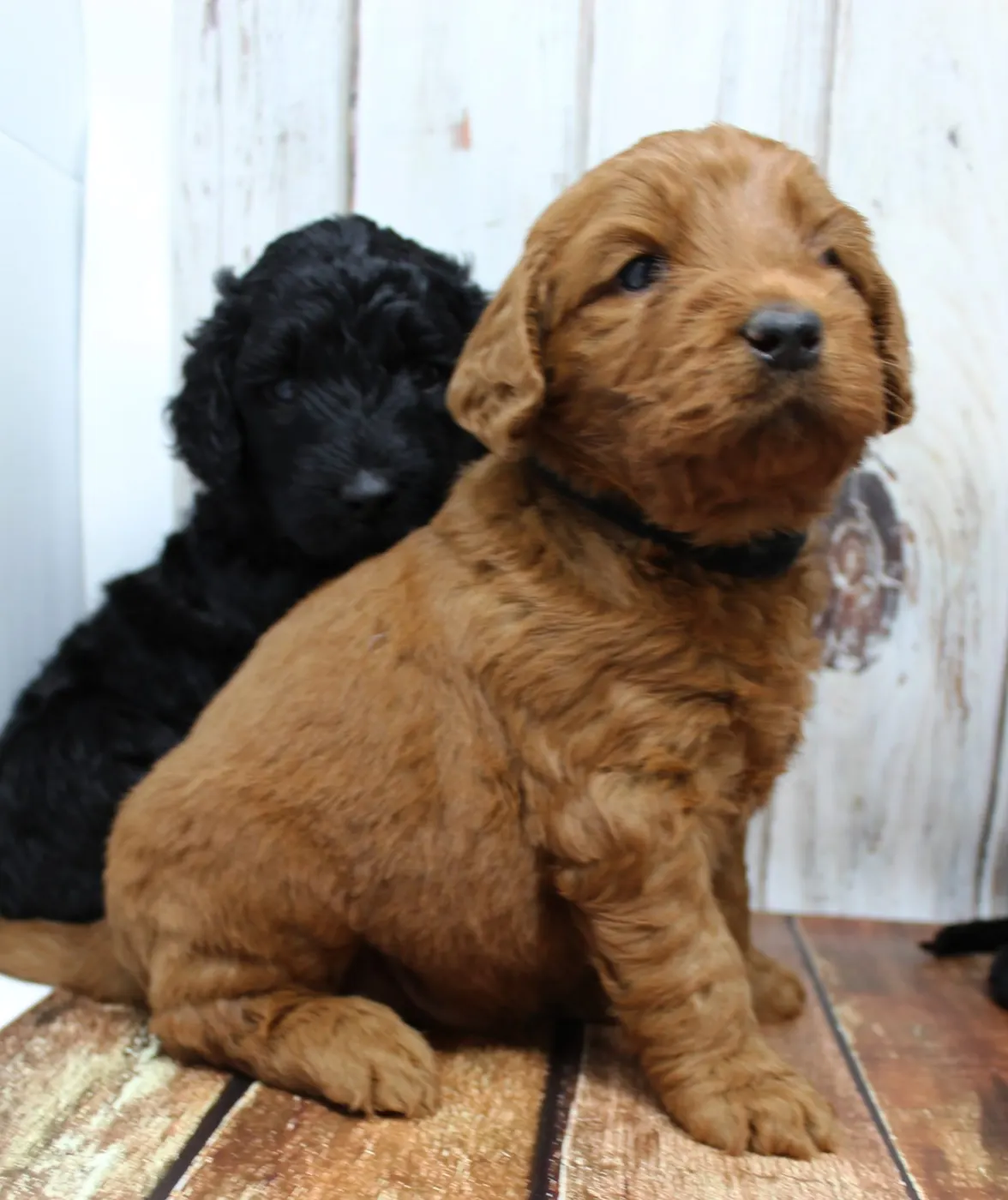 Gracie’s puppies are with their forever families