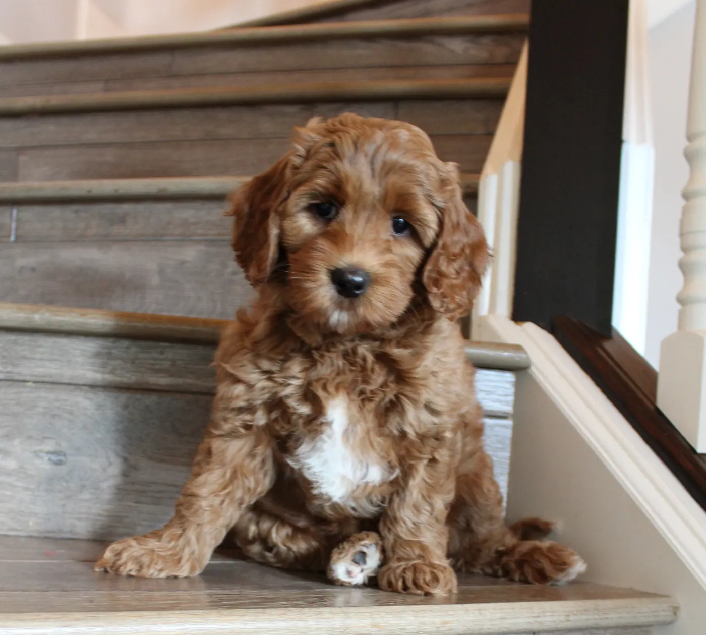 Other places to find a new family member