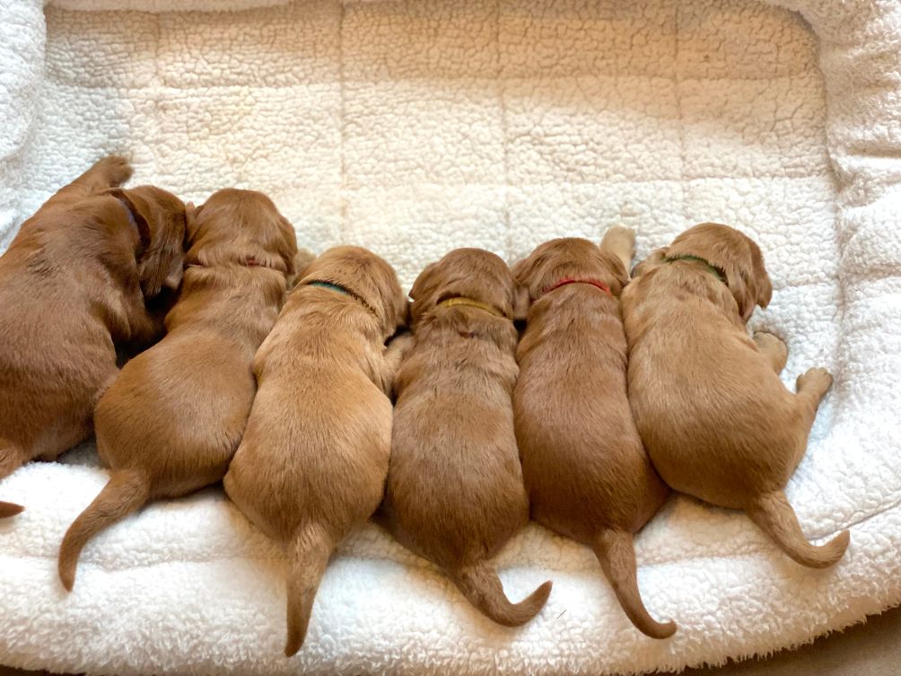 Emma and Watson’s puppies are home