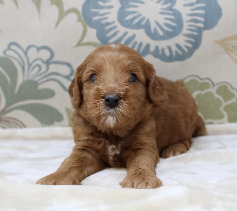 Ally and Watson’s litter is home