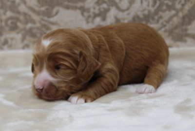Australian labradoodles therapy dogs Puppy Culture breeder