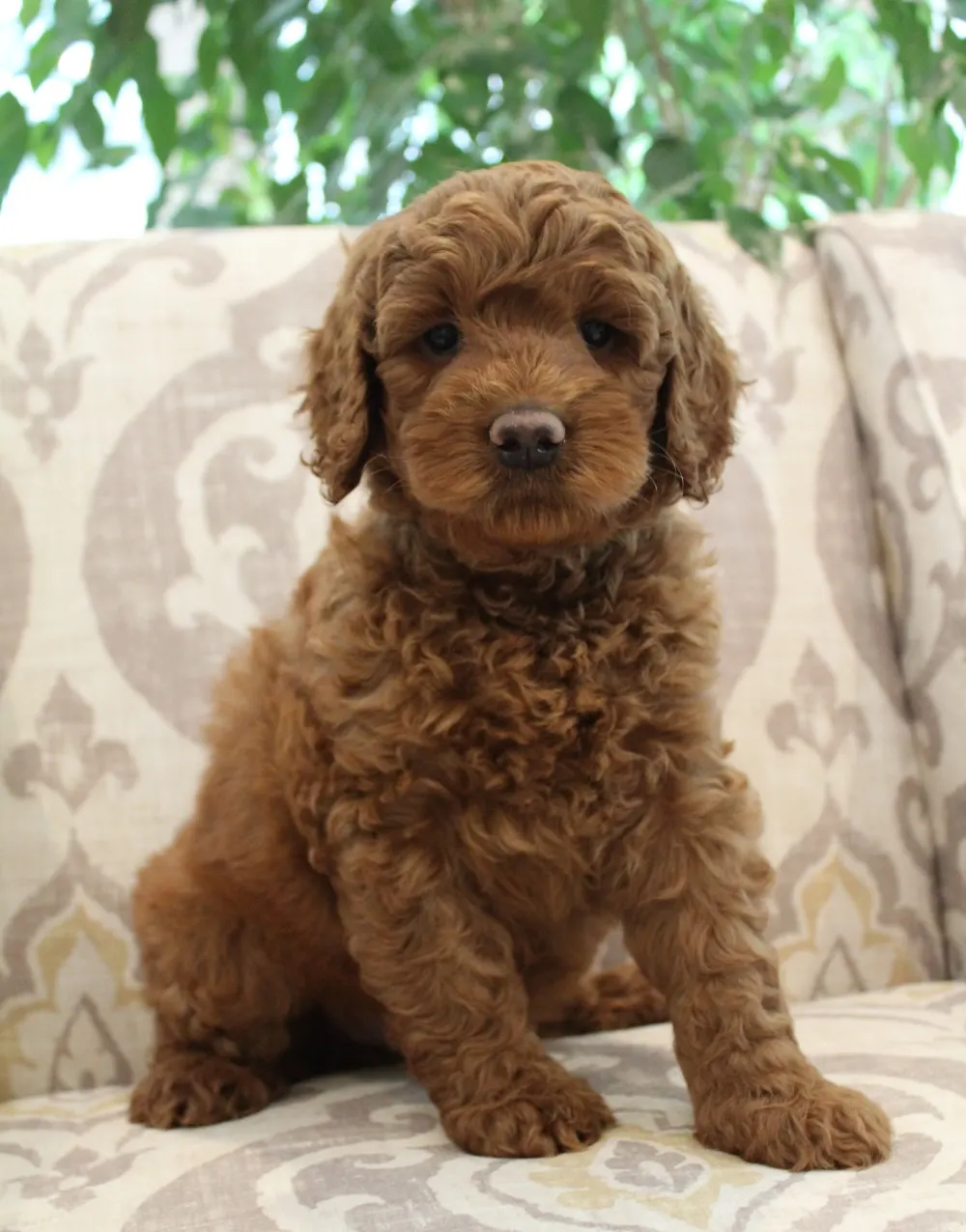 Bella and Barkley’s pups are home