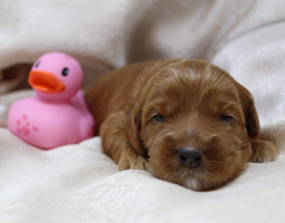 labradoodle breeders Puppy Culture