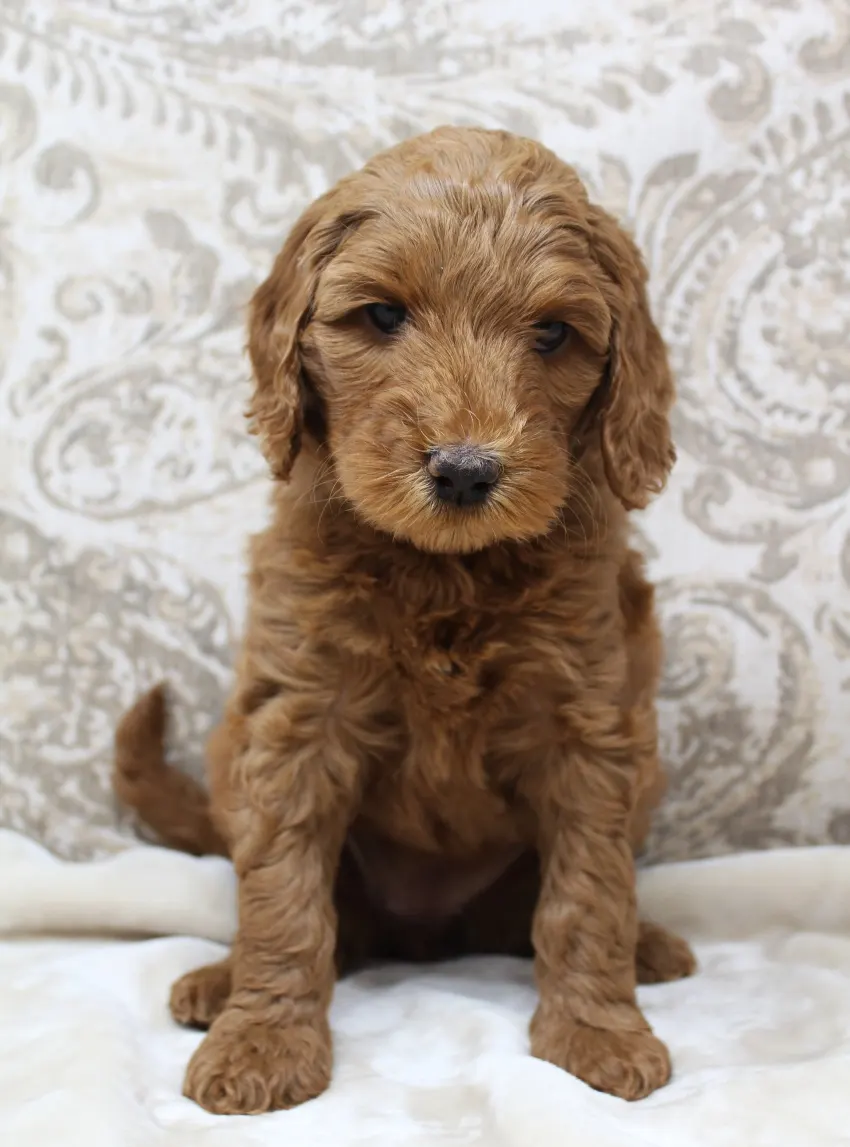 Bella and Barkley’s pups are home