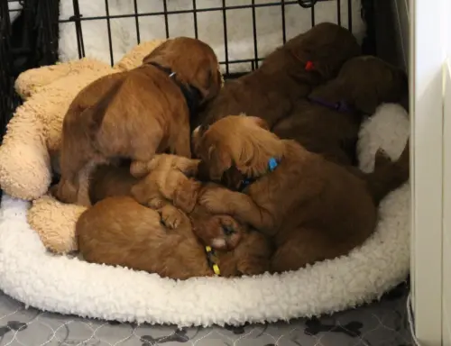 Four weeks litter 3