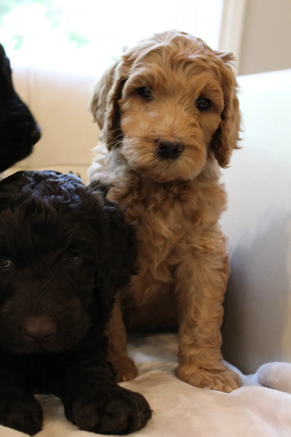 Gracie’s puppies are with their forever families