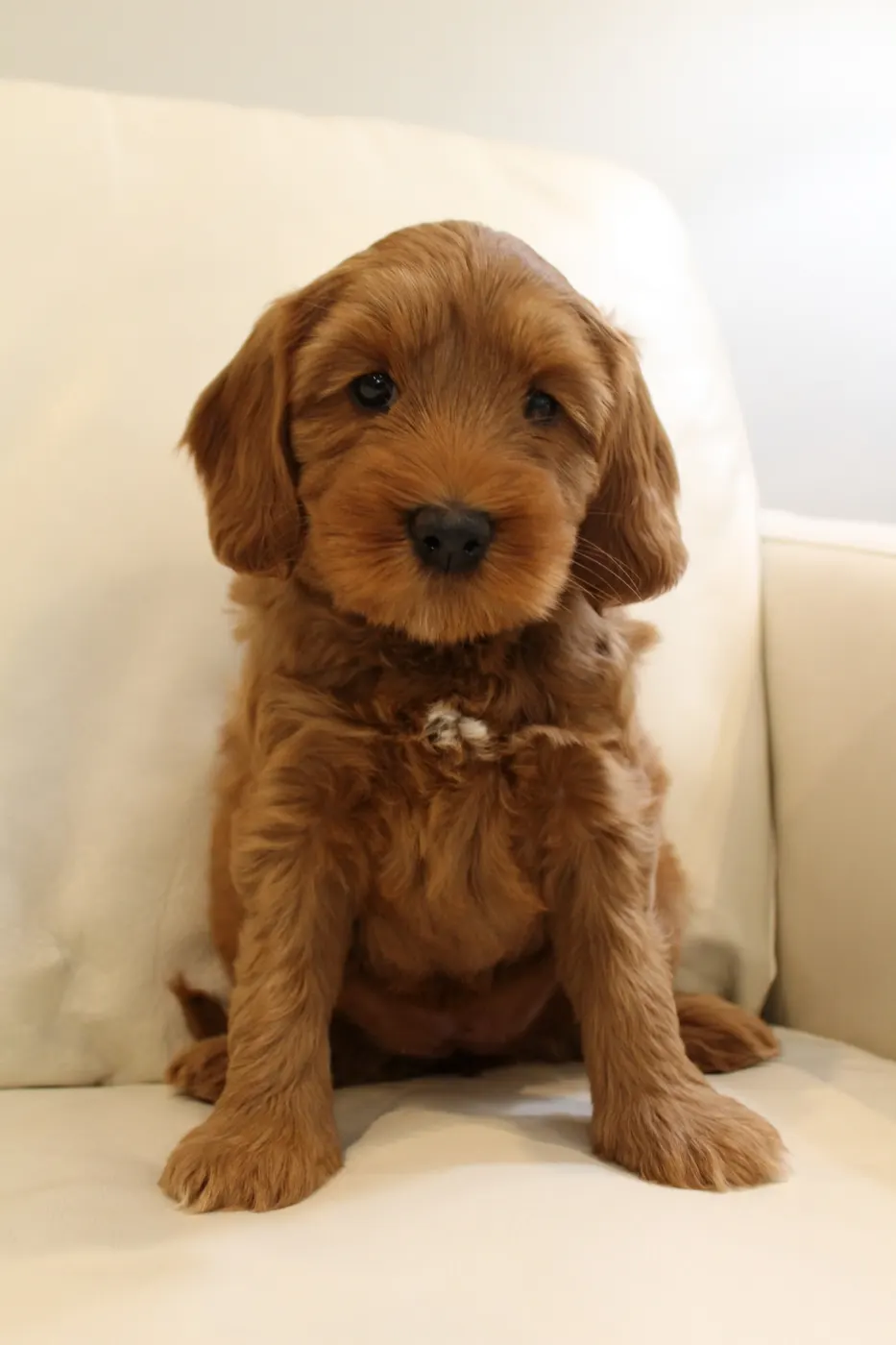 Emma and Watson’s puppies are home