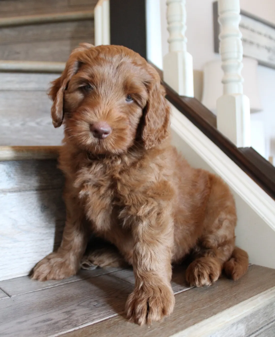 Gracie and Barkley’s litter is home