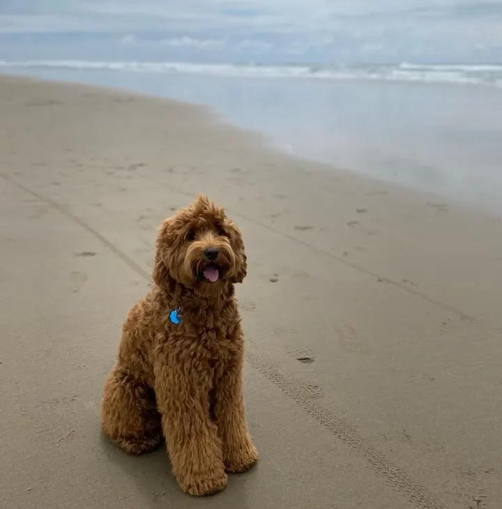 Photo Galley of Valley Vineyard Labradoodles
