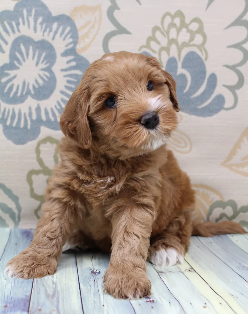 Valley Vineyard Labradoodle