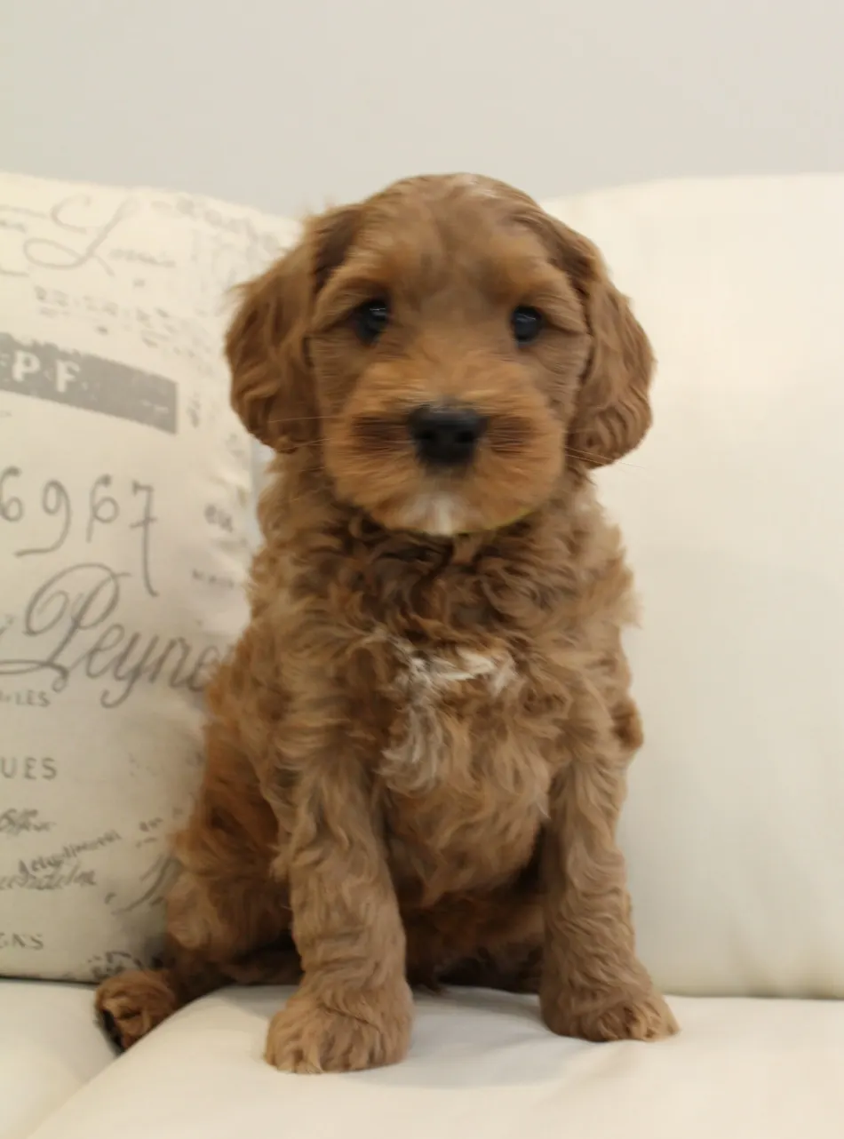 Emma and Watson’s puppies are home