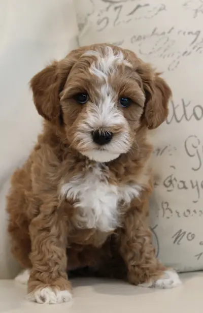 labradoodles available puppies best Oregon breeder