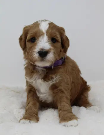 Four weeks Ally 2