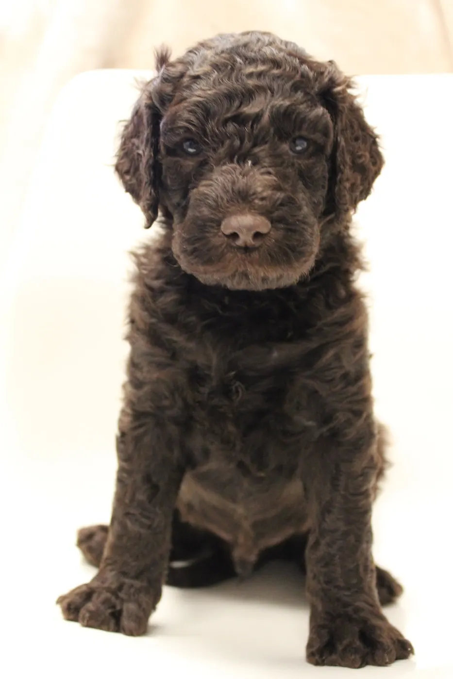 Lizzy and Basil’s pups went home