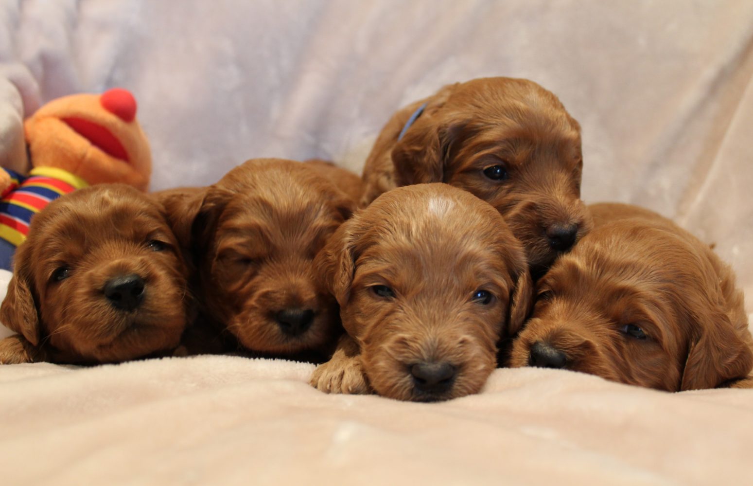 Katie and Gunner’s puppies are home!