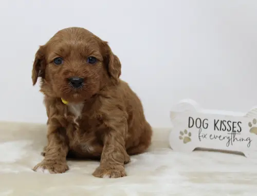 Four weeks Milly 1