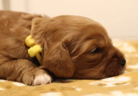Two weeks Milly webp