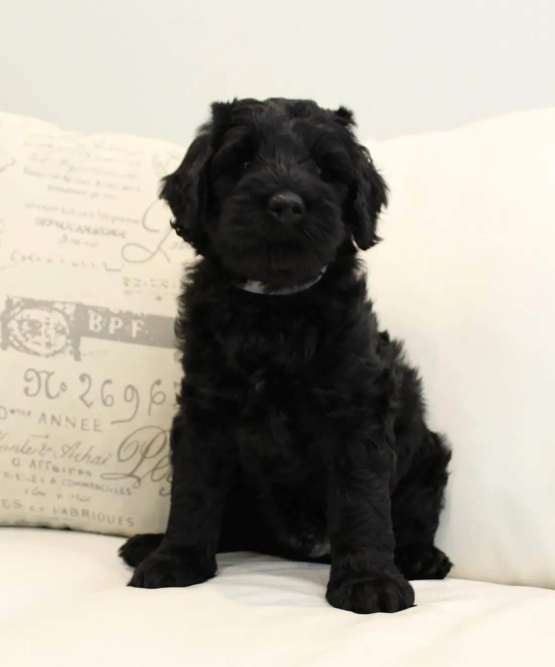 Gracie and Barkley’s litter is home