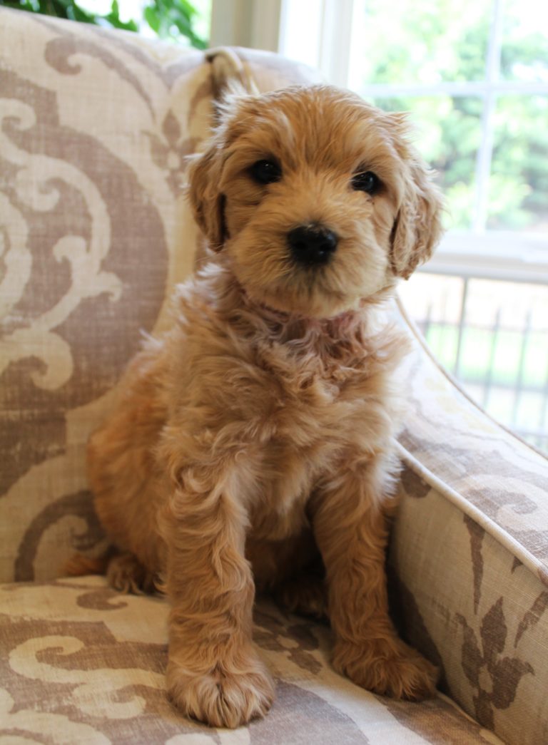 labradoodles now