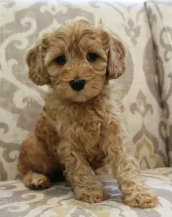 Australian labradoodle breeders Portland Salem Beaverton Oregon