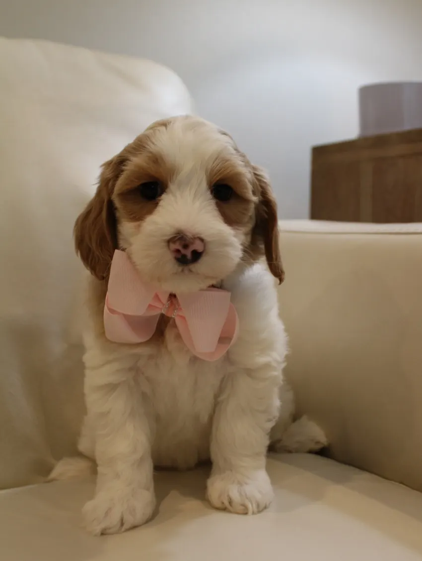 Clara Jane and Bear’s pups are home